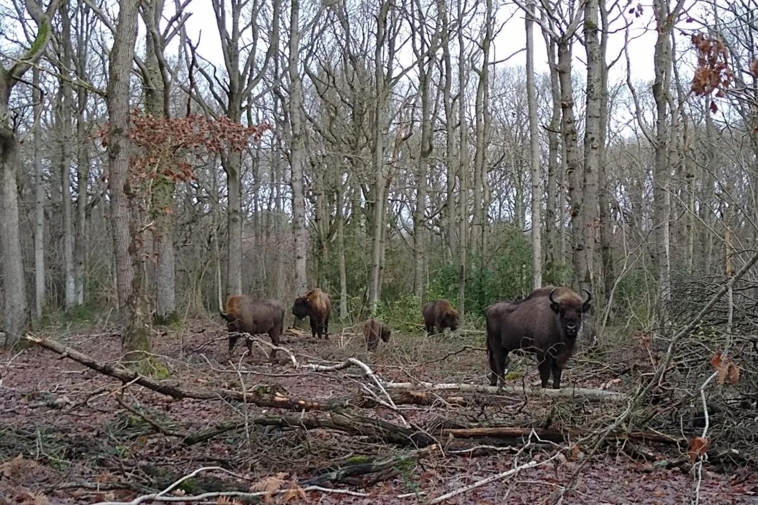 Un bosque inglés necesitaba motosierras para mantenerse vivo. En 2022 soltaron cuatro bisontes y ahora son ellos los que abren claros, derriban árboles y devuelven la luz al suelo