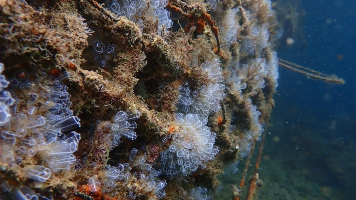 Científicos españoles llevaron cinco especies de esponjas a un puerto contaminado para descubrir cuál resistía. 455 días después, una no solo seguía viva: había empezado a moverse, regenerarse y clonarse por sí sola