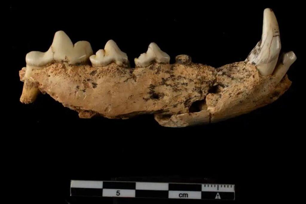 El ADN de estos osos de Atapuerca desapareció hace cientos de miles de años. Sus dientes conservaron proteínas durante casi un millón y acaban de colocar a una especie perdida en el origen de los osos de las cavernas