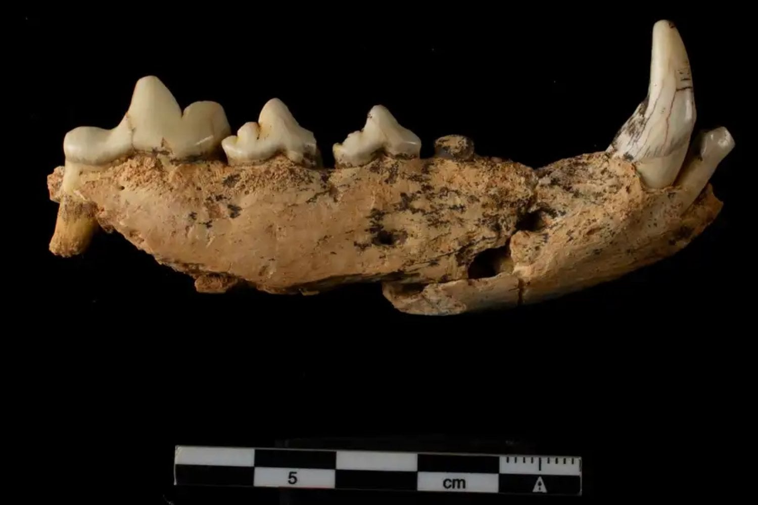 El ADN de estos osos de Atapuerca desapareció hace cientos de miles de años. Sus dientes conservaron proteínas durante casi un millón y acaban de colocar a una especie perdida en el origen de los osos de las cavernas