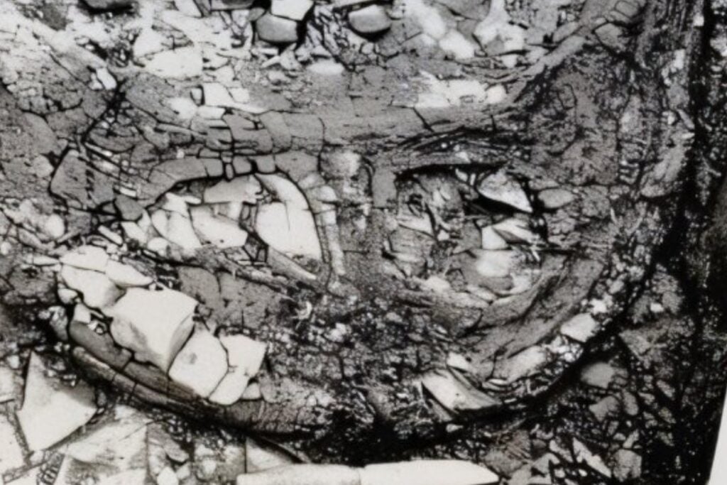 Un fósil sobrevivió más de 230 millones de años en el Ártico y casi se destruyó en solo 37. Lo que quedaba escondía al mayor depredador conocido de su extraña familia