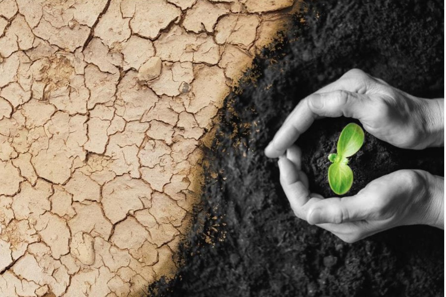 Europa acaba de medir por primera vez la desertificación con la misma regla. España encabeza el mapa con casi el 53% del territorio afectado y el problema ya empieza a avanzar hacia el centro del continente