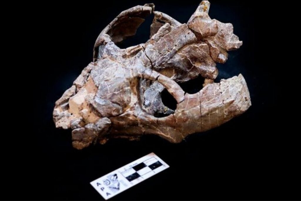 Los mamíferos ni siquiera existían y sus ancestros ya podrían haber parido crías vivas. Un fósil argentino de 236 millones de años acaba de adelantar el origen del viviparismo en casi 100 millones de años