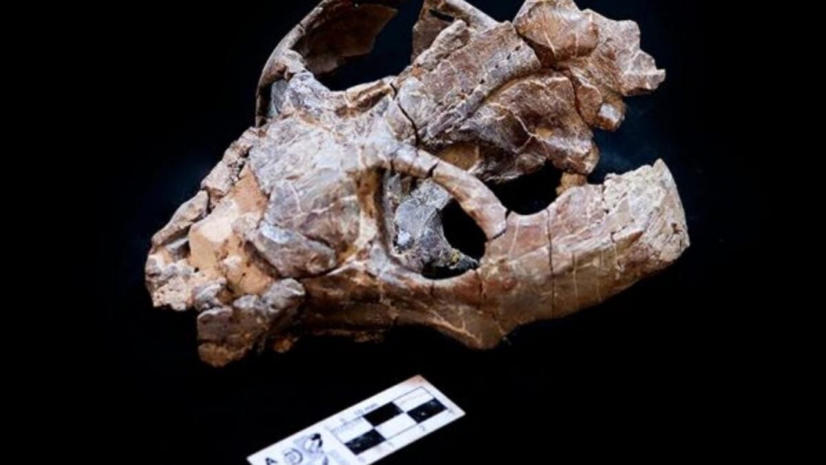 Los mamíferos ni siquiera existían y sus ancestros ya podrían haber parido crías vivas. Un fósil argentino de 236 millones de años acaba de adelantar el origen del viviparismo en casi 100 millones de años
