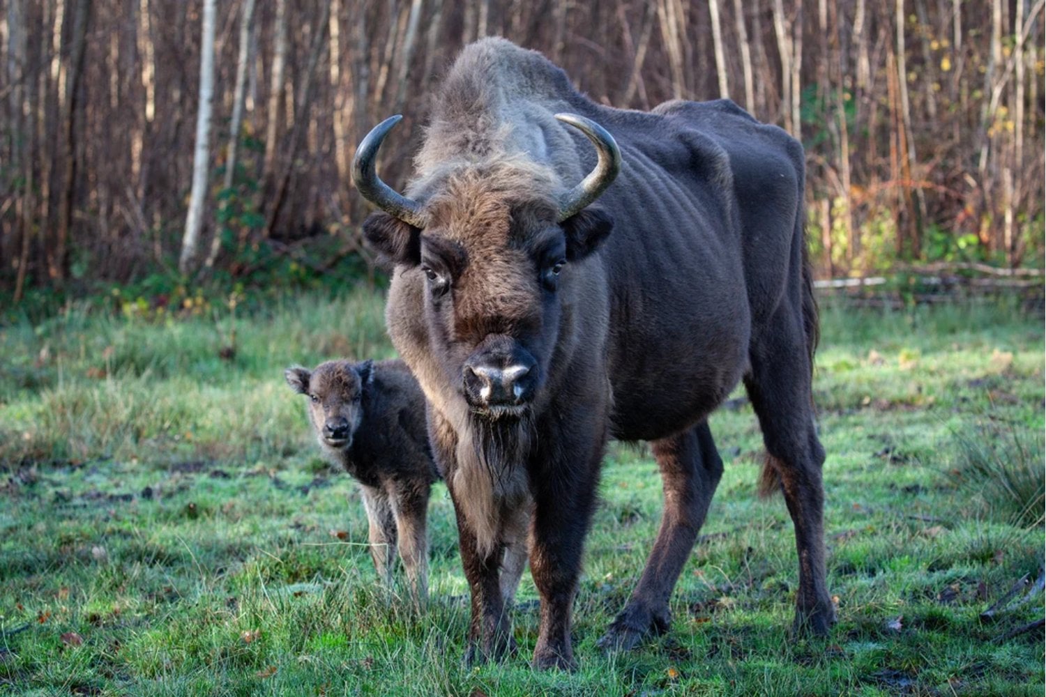 Un bosque inglés necesitaba motosierras para mantenerse vivo. En 2022 soltaron cuatro bisontes y ahora son ellos los que abren claros, derriban árboles y devuelven la luz al suelo