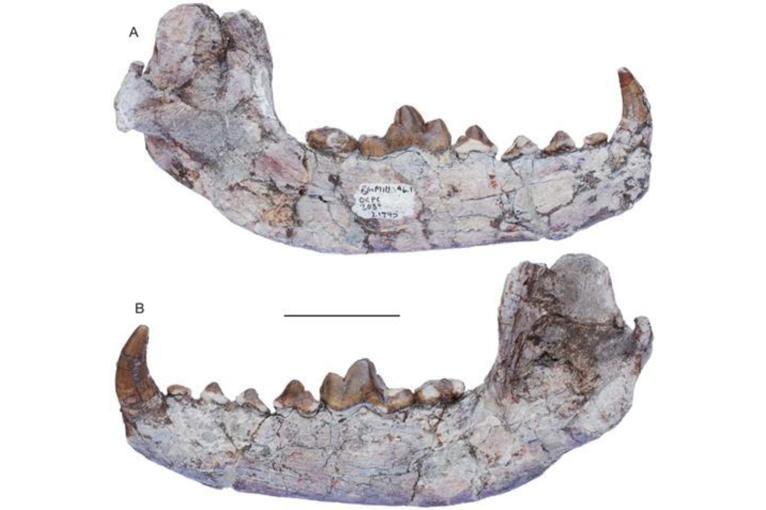 El ADN de estos osos de Atapuerca desapareció hace cientos de miles de años. Sus dientes conservaron proteínas durante casi un millón y acaban de colocar a una especie perdida en el origen de los osos de las cavernas