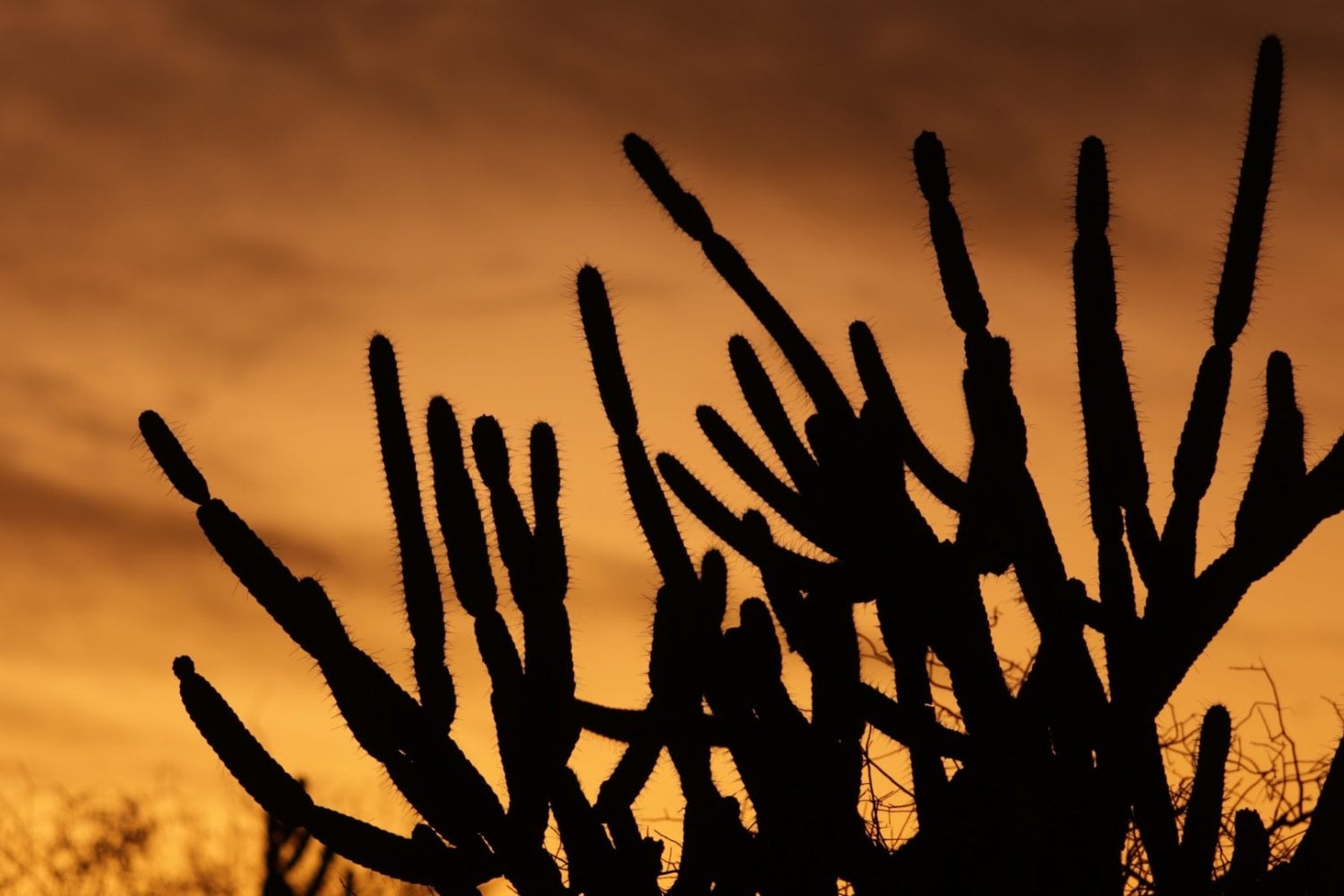 Europa acaba de medir por primera vez la desertificación con la misma regla. España encabeza el mapa con casi el 53% del territorio afectado y el problema ya empieza a avanzar hacia el centro del continente
