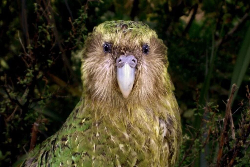 Nueva Zelanda se prepara para eliminar ratas, gatos, cerdos y otros invasores de tres islas enteras. Son hasta 15 veces mayores que cualquier isla que haya limpiado antes y podrían devolver al kākāpō a un mundo que perdió hace siglos