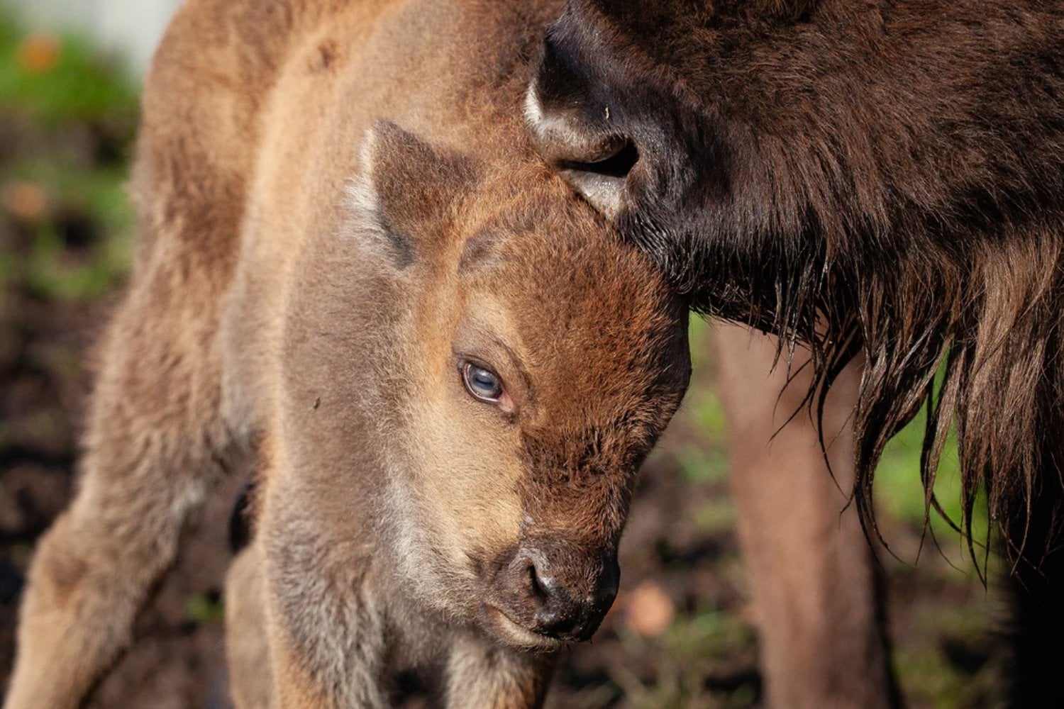 Un bosque inglés necesitaba motosierras para mantenerse vivo. En 2022 soltaron cuatro bisontes y ahora son ellos los que abren claros, derriban árboles y devuelven la luz al suelo