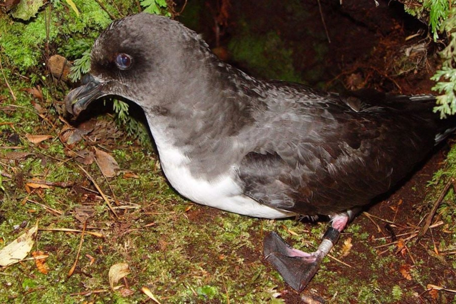 Nueva Zelanda se prepara para eliminar ratas, gatos, cerdos y otros invasores de tres islas enteras. Son hasta 15 veces mayores que cualquier isla que haya limpiado antes y podrían devolver al kākāpō a un mundo que perdió hace siglos