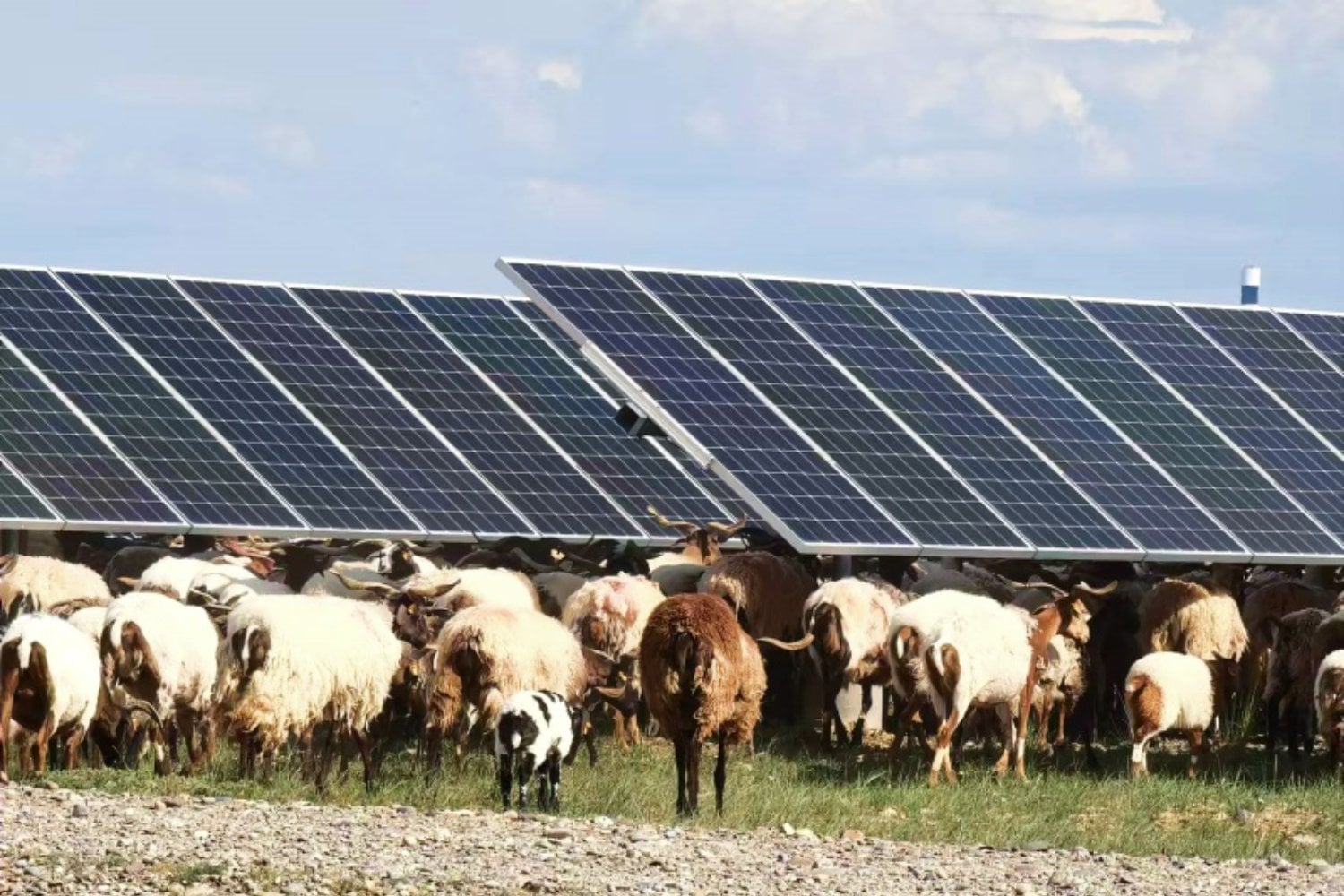 China cubrió cientos de kilómetros de desierto con paneles solares para producir electricidad. Una década después, debajo ha crecido tanta vegetación que ahora necesita 20.000 ovejas para mantenerla a raya