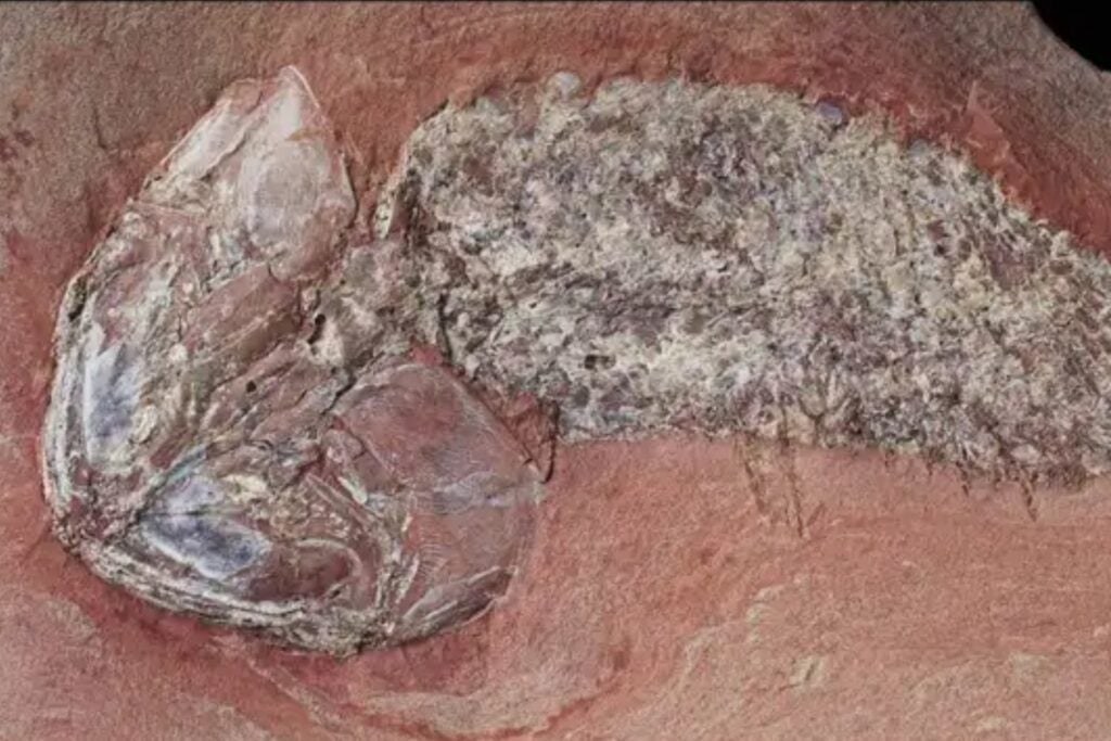 Hallan un pez de 254 millones de años cubierto por una armadura hecha como nuestros dientes. Vivió junto al mayor cráter de Sudamérica antes de la peor extinción de la Tierra