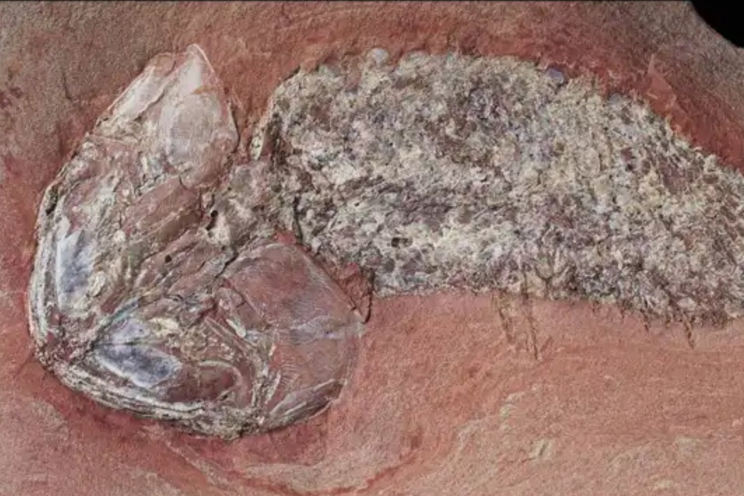 Hallan un pez de 254 millones de años cubierto por una armadura hecha como nuestros dientes. Vivió junto al mayor cráter de Sudamérica antes de la peor extinción de la Tierra