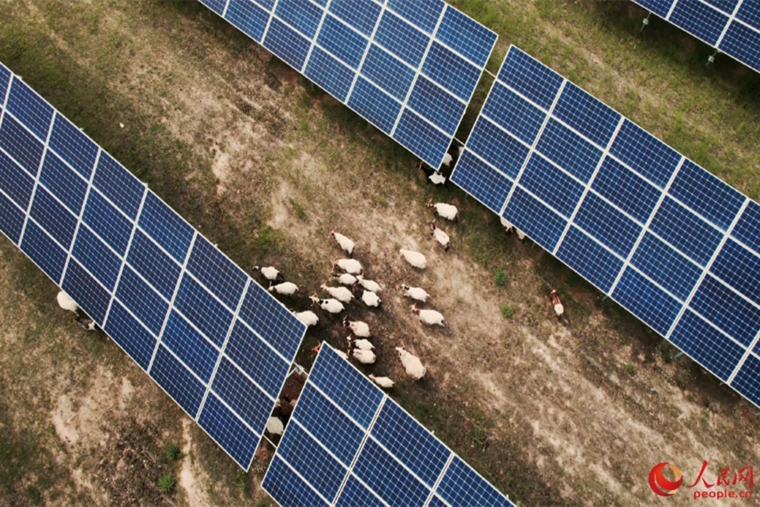 China cubrió cientos de kilómetros de desierto con paneles solares para producir electricidad. Una década después, debajo ha crecido tanta vegetación que ahora necesita 20.000 ovejas para mantenerla a raya