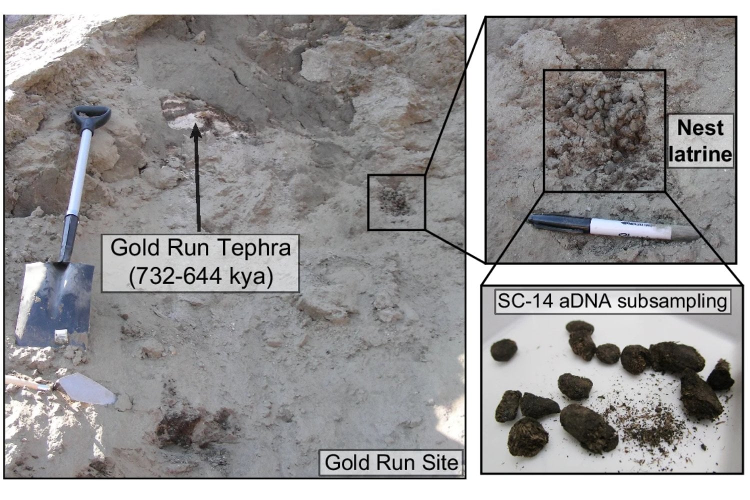 Unas ardillas hicieron sus necesidades hace 700.000 años y dejaron congelado un mapa genético de un mundo desaparecido. Sus heces conservan ADN de mamuts, bisontes, caballos y un linaje de roedores que nadie sabía que había existido
