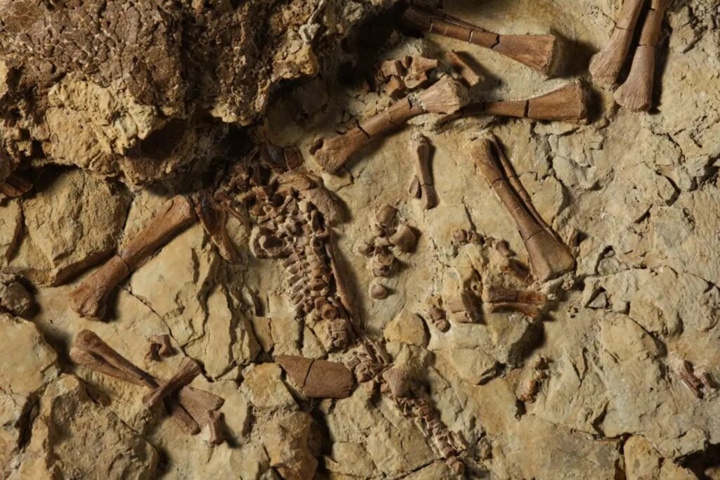 Dos dinosaurios recién nacidos quedaron sepultados junto a sus huevos hace 77 millones de años. Su extraordinario nido terminó en Sotheby’s valorado en hasta 1,2 millones de dólares