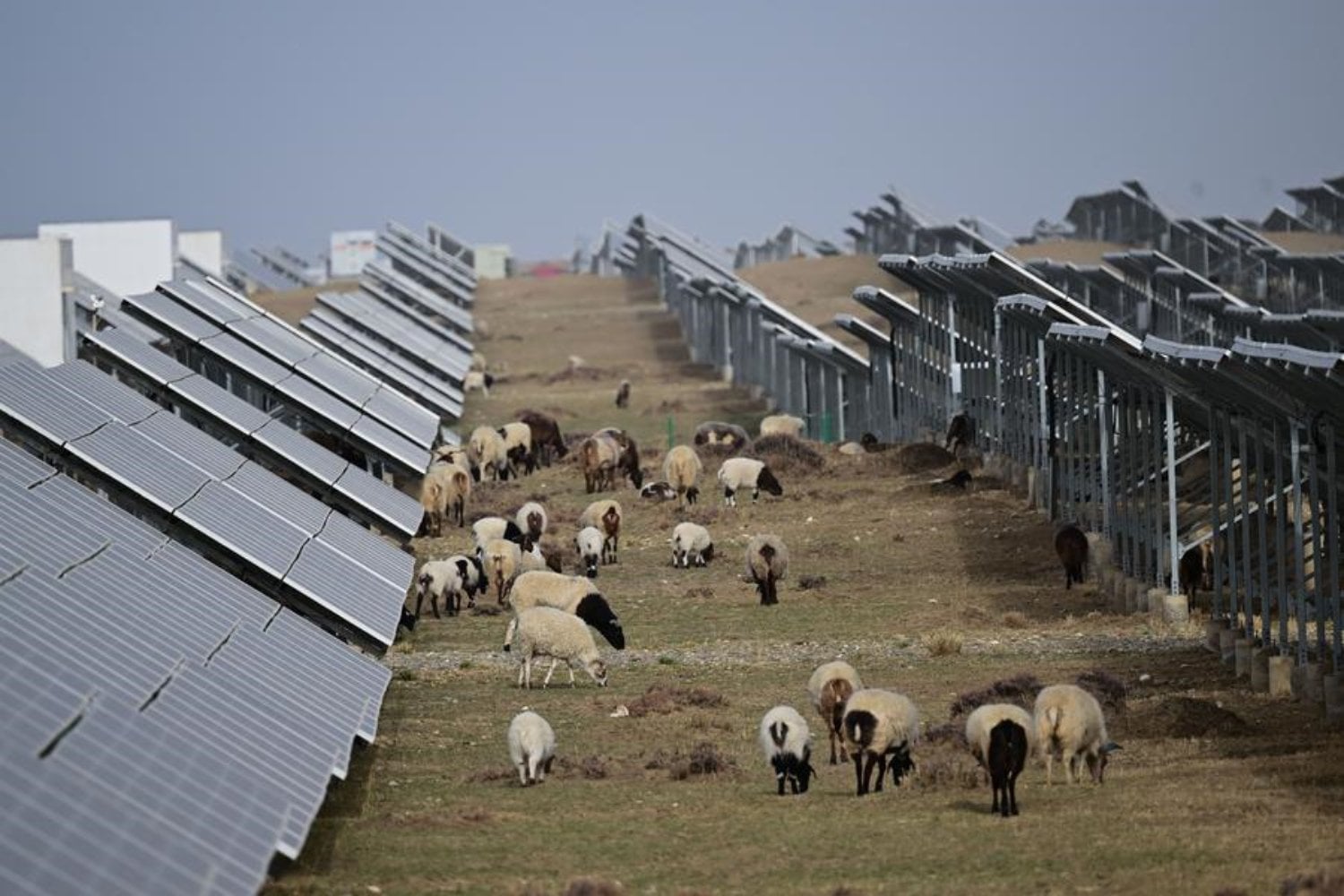 China cubrió cientos de kilómetros de desierto con paneles solares para producir electricidad. Una década después, debajo ha crecido tanta vegetación que ahora necesita 20.000 ovejas para mantenerla a raya