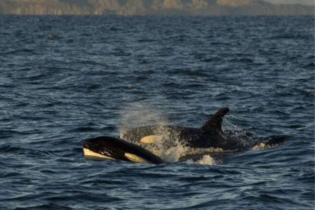 Los antepasados de las orcas abandonaron la tierra y conquistaron el océano. Tras analizar 5.600 mamíferos, los científicos descubrieron que la evolución cerró para siempre el camino de regreso