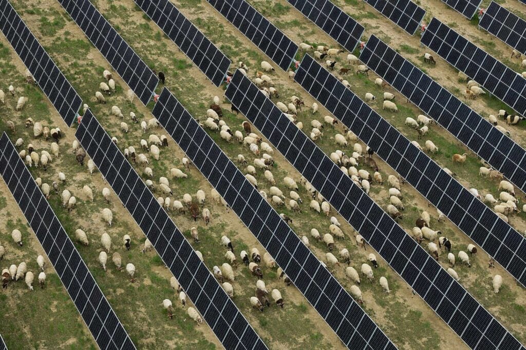 China cubrió cientos de kilómetros de desierto con paneles solares para producir electricidad. Una década después, debajo ha crecido tanta vegetación que ahora necesita 20.000 ovejas para mantenerla a raya