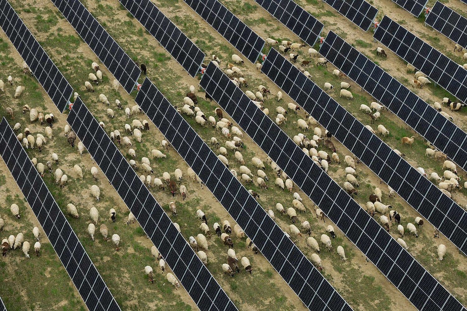 China cubrió cientos de kilómetros de desierto con paneles solares para producir electricidad. Una década después, debajo ha crecido tanta vegetación que ahora necesita 20.000 ovejas para mantenerla a raya