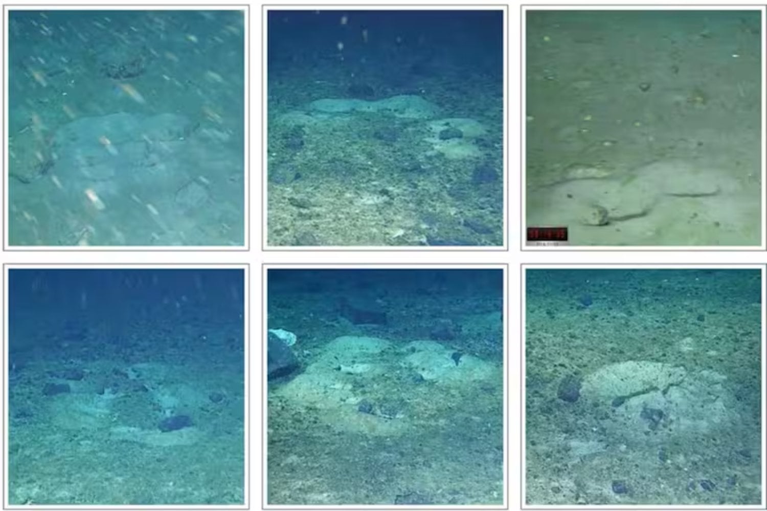 Fueron a la Antártida para buscar uno de los barcos hundidos más famosos de la historia. En el fondo encontraron más de 1.000 nidos de peces formando círculos, líneas y medias lunas