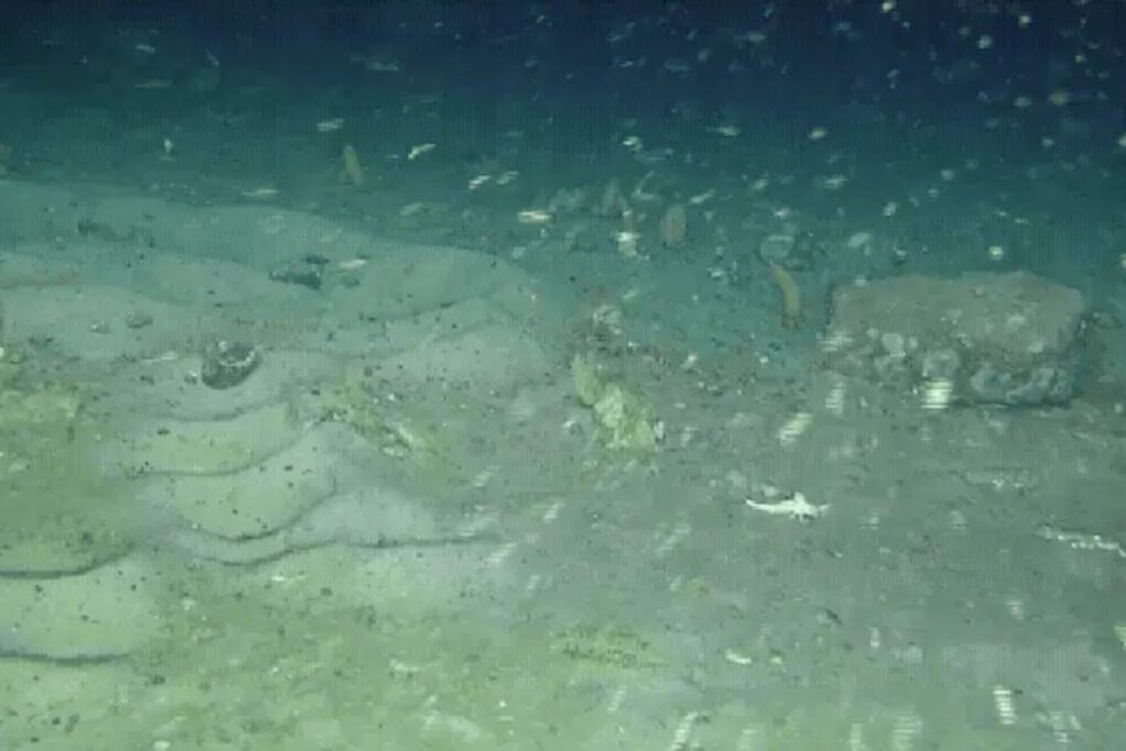 Fueron a la Antártida para buscar uno de los barcos hundidos más famosos de la historia. En el fondo encontraron más de 1.000 nidos de peces formando círculos, líneas y medias lunas