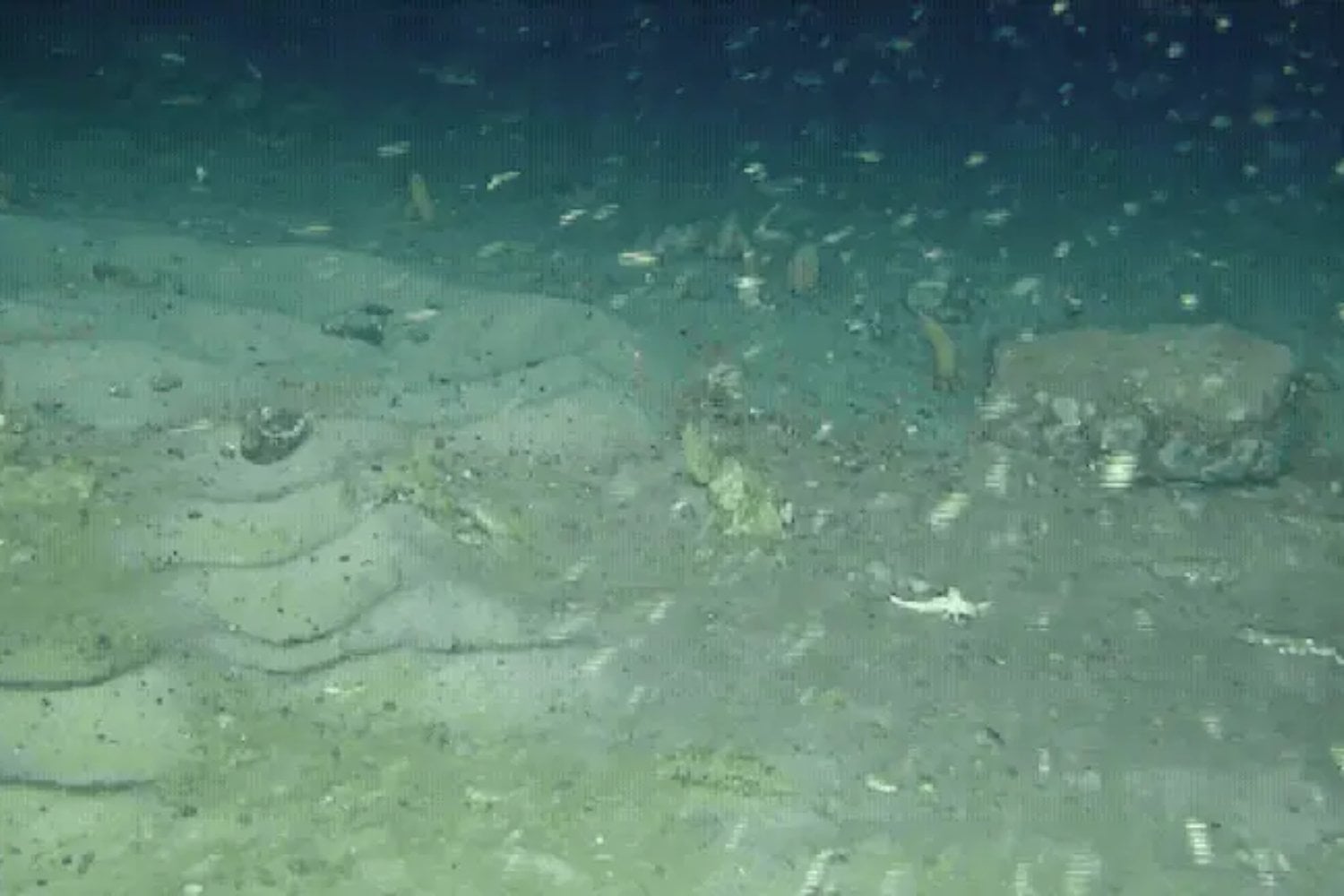 Fueron a la Antártida para buscar uno de los barcos hundidos más famosos de la historia. En el fondo encontraron más de 1.000 nidos de peces formando círculos, líneas y medias lunas