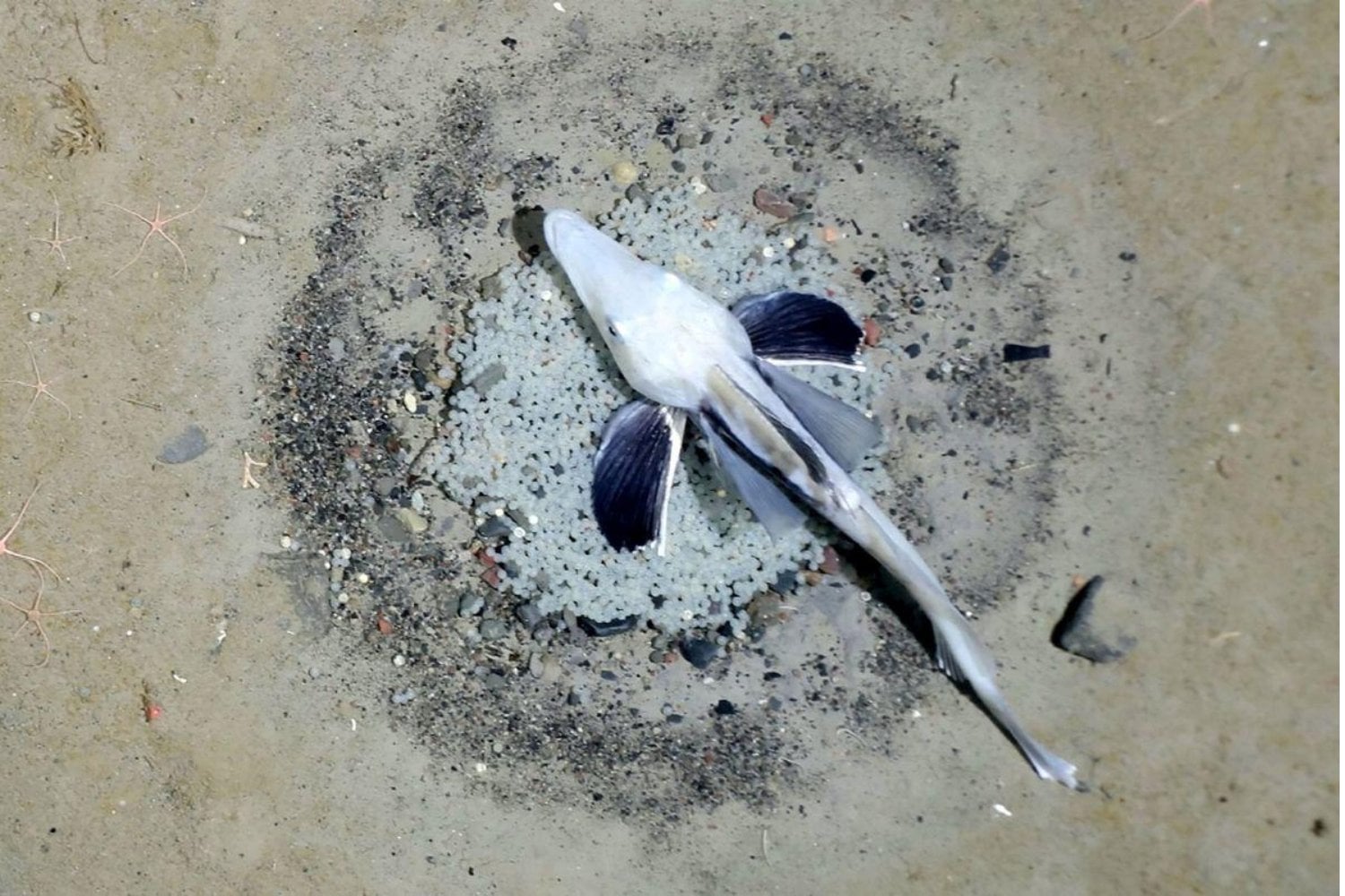 Las focas descendían una y otra vez al mismo punto remoto de la Antártida. Cuando los científicos miraron a 535 metros, encontraron 60 millones de nidos y el mayor criadero de peces del planeta