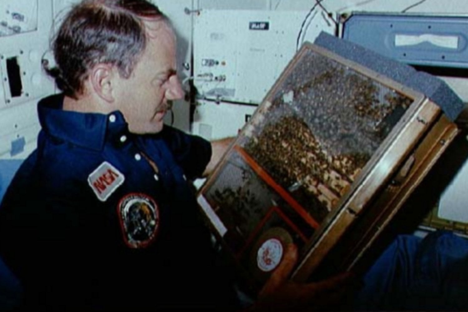 La NASA encerró 3.300 abejas en el Challenger para comprobar si sabían construir sin gravedad. Siete días después habían levantado 200 centímetros cuadrados de panal