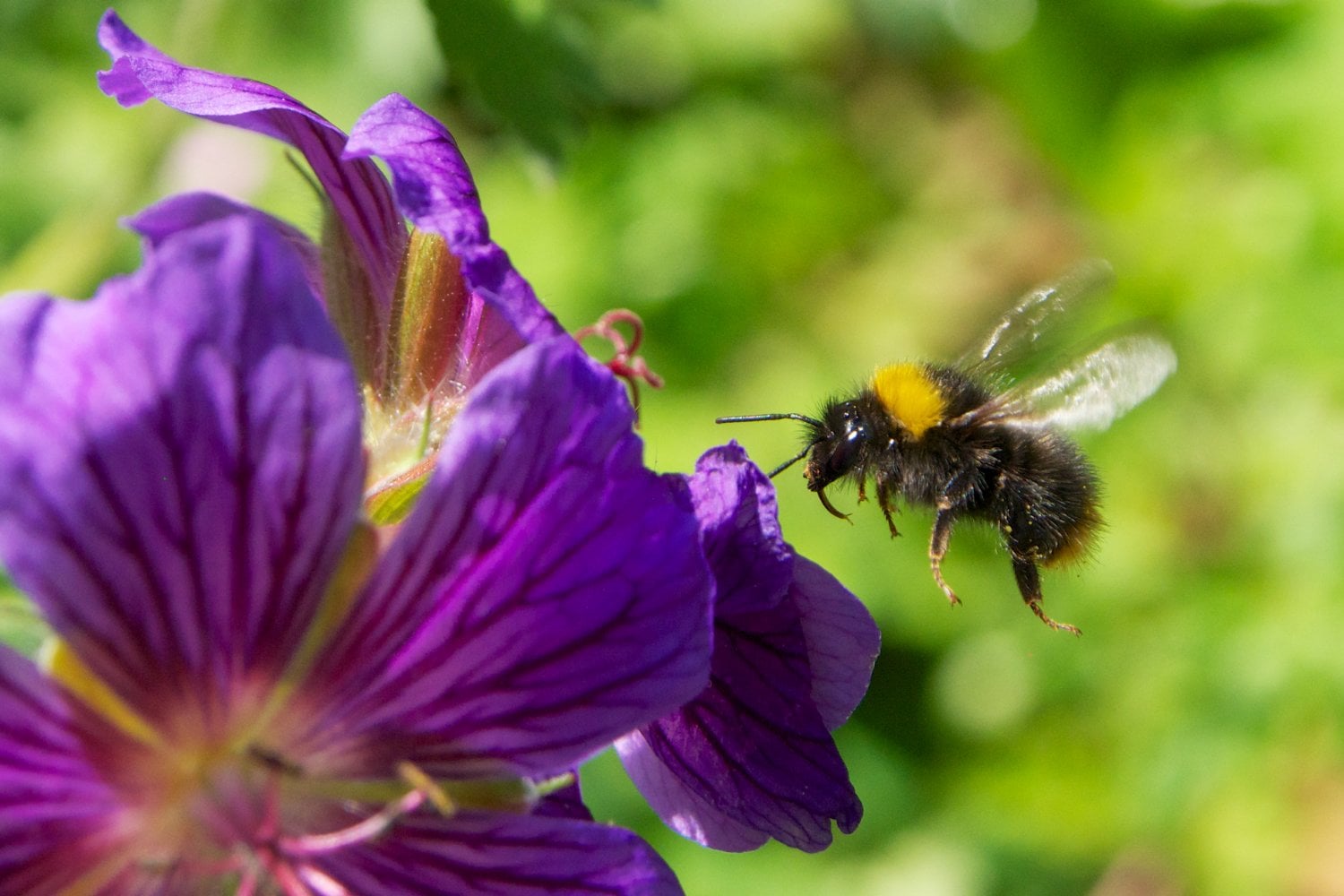 El cambio climático está empujando a los insectos hacia las cumbres para sobrevivir, pero allí el aire puede convertirse en una trampa. Menos oxígeno, más esfuerzo para volar y una amenaza directa para la polinización