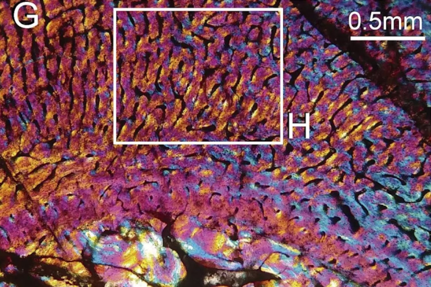 Durante décadas dimos por hecho que los antepasados de los mamíferos ponían huevos. Una línea microscópica en un fósil argentino acaba de llevar el parto 95 millones de años hacia atrás