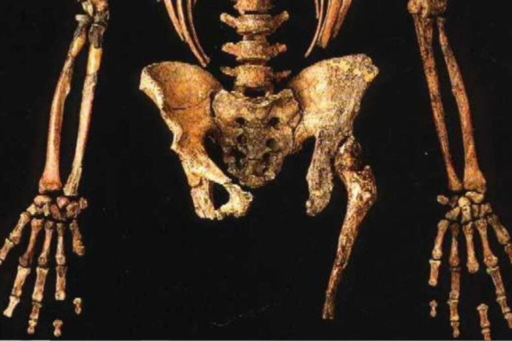 Un neandertal de hace 55.000 años tenía una pelvis que parecía extraña. Un nuevo estudio sostiene que la verdadera rareza está en nosotros y podría explicar por qué caminamos durante kilómetros