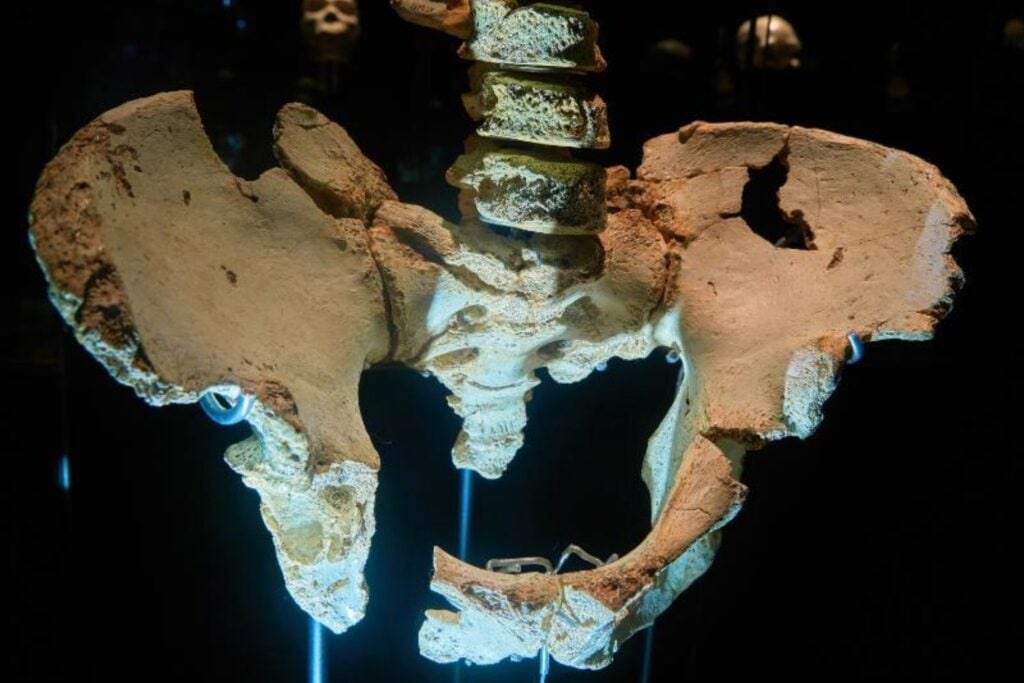 Los neandertales acaban de darle la vuelta a la historia de nuestra pelvis. La gran innovación no estaba en ellos, sino en los hombres modernos y su “muelle” natural para caminar largas distancias