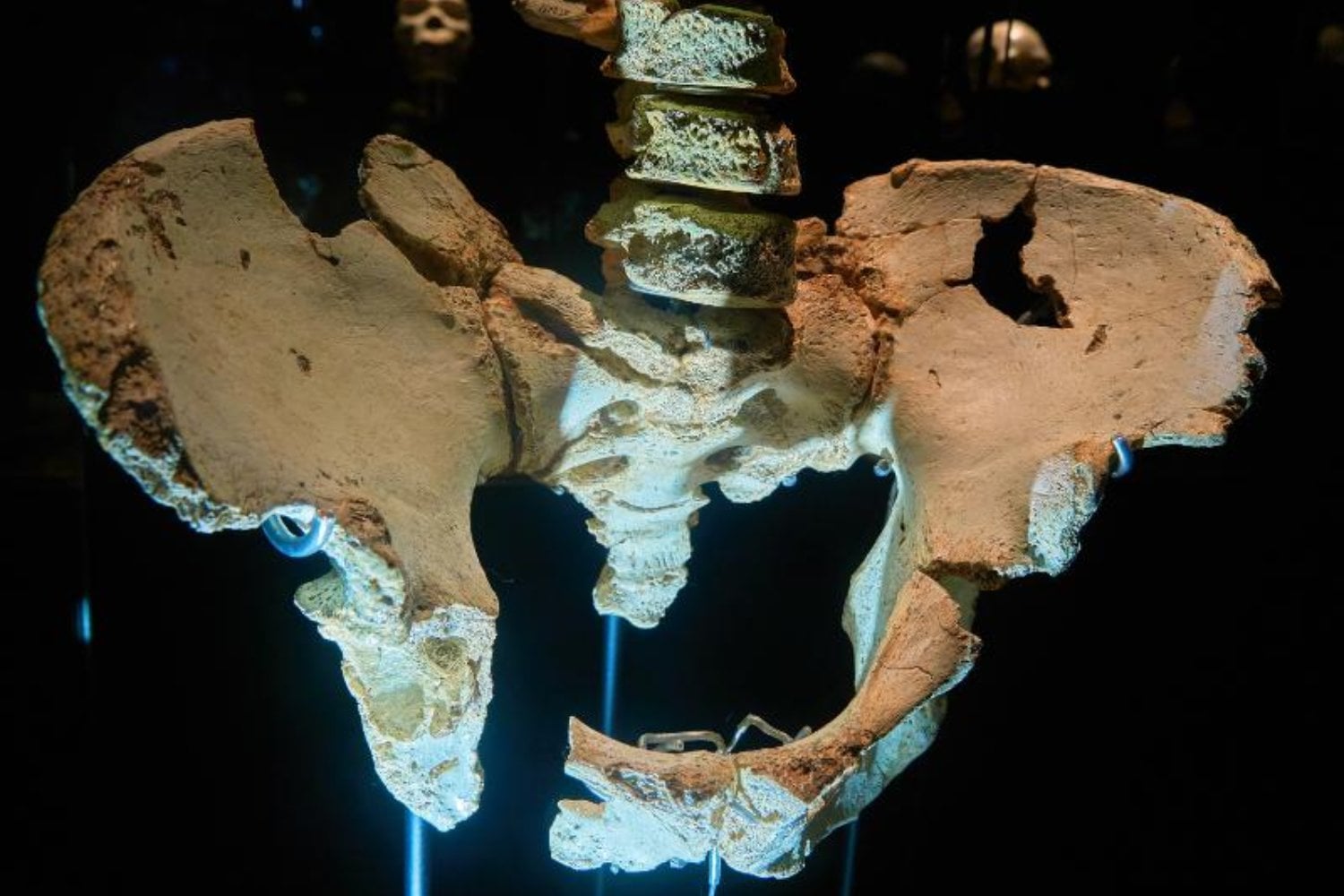 Los neandertales acaban de darle la vuelta a la historia de nuestra pelvis. La gran innovación no estaba en ellos, sino en los hombres modernos y su “muelle” natural para caminar largas distancias