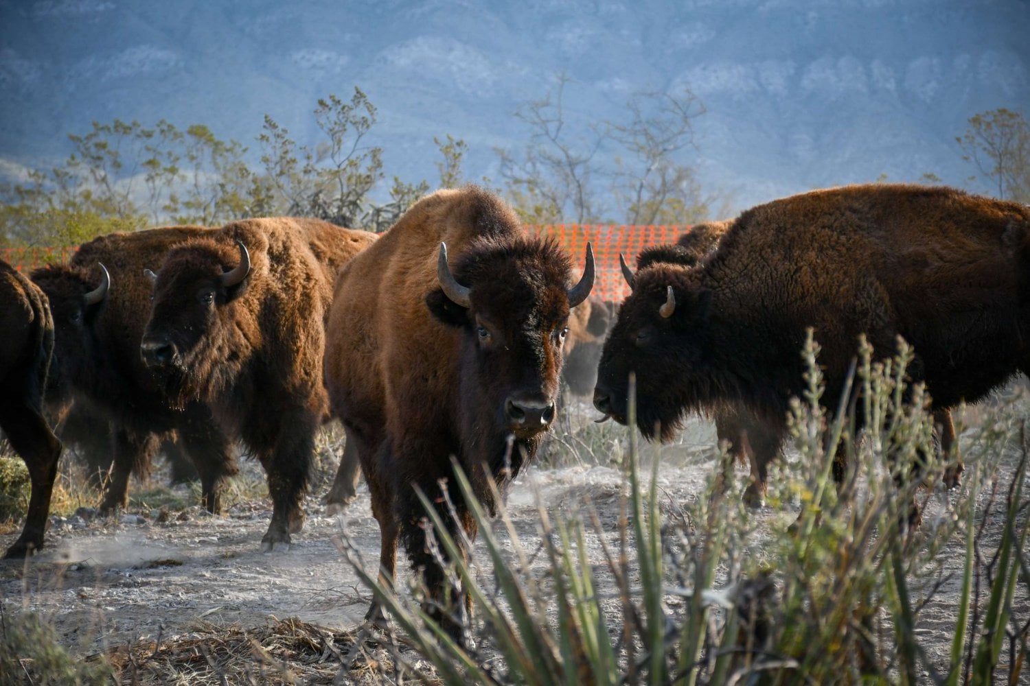 México devolvió 47 gigantes de casi 800 kilos a un desierto del que llevaban más de un siglo ausentes. Meses después, sus pezuñas están abriendo el suelo y hasta los pumas han comenzado a regresar