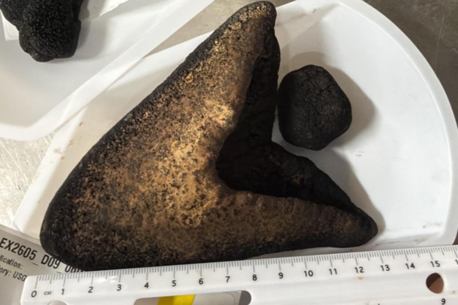 Los tiburones fueron los grandes depredadores de Egipto mucho antes que los faraones. Catorce dientes encontrados en pleno desierto revelan el mar tropical que desapareció bajo la arena