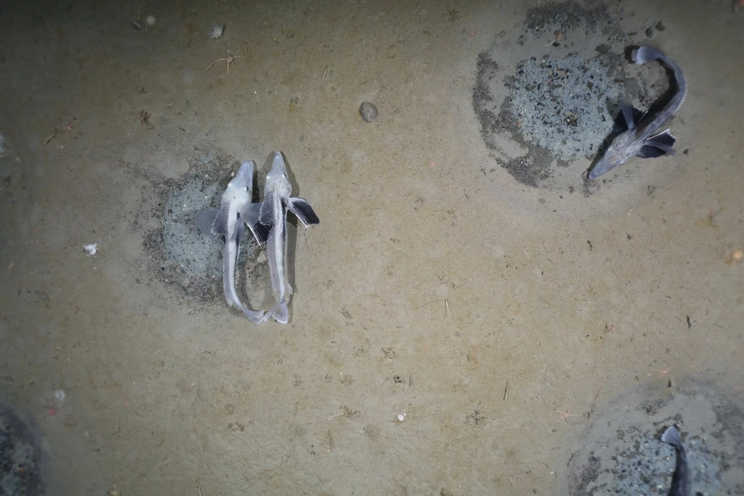 Fueron a la Antártida para buscar uno de los barcos hundidos más famosos de la historia. En el fondo encontraron más de 1.000 nidos de peces formando círculos, líneas y medias lunas