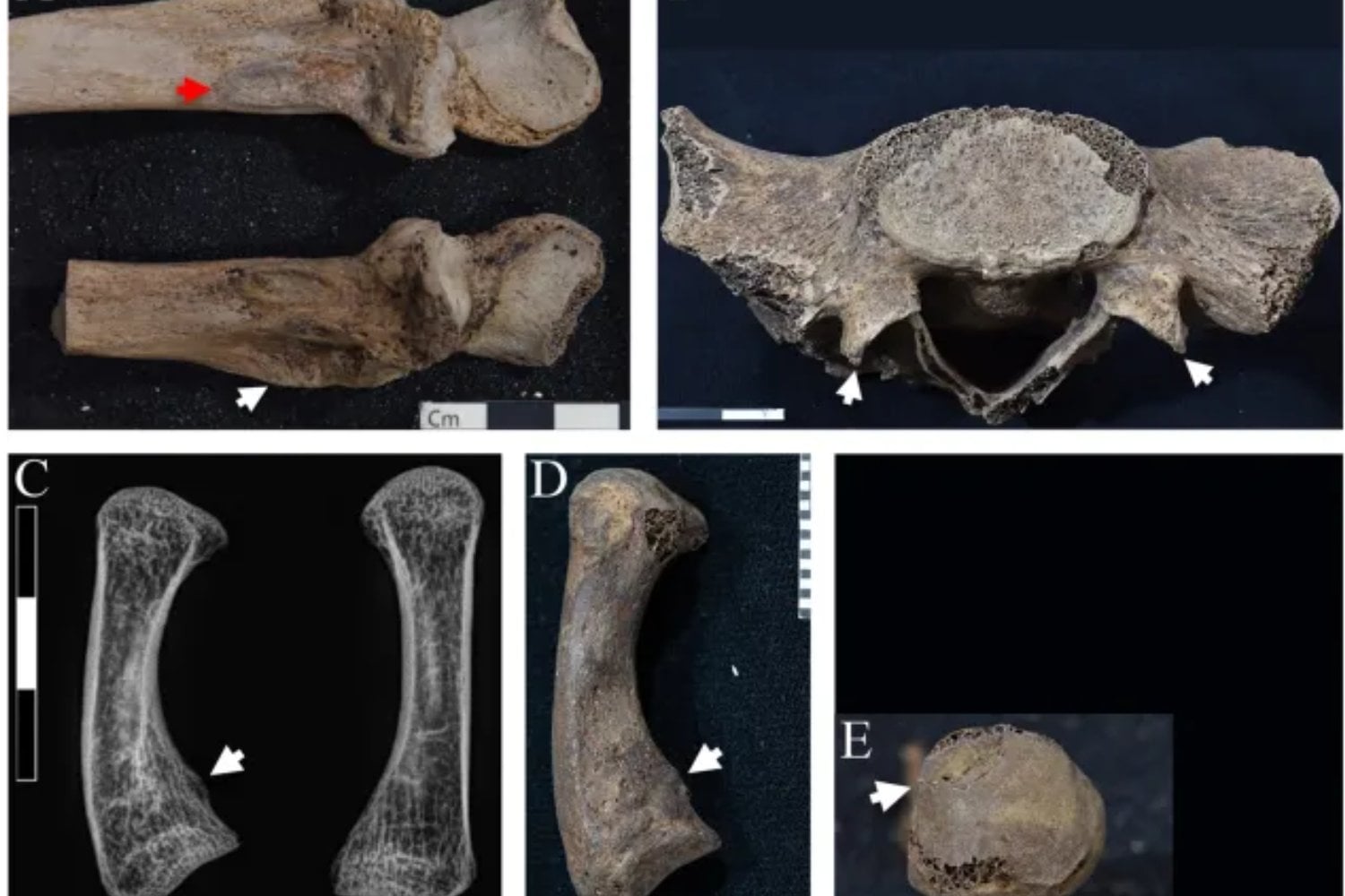 Las enterraron con arcos, flechas y una daga, pero durante más de un siglo se creyó que eran simples símbolos. Sus huesos sugieren que las princesas de Dahshur entrenaban hasta dejar marcas en el cuerpo