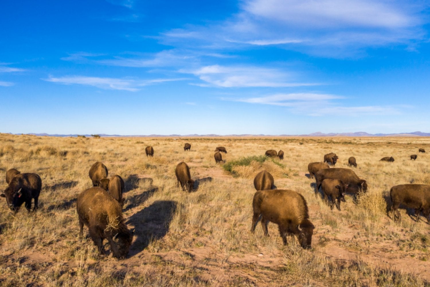 México devolvió 47 gigantes de casi 800 kilos a un desierto del que llevaban más de un siglo ausentes. Meses después, sus pezuñas están abriendo el suelo y hasta los pumas han comenzado a regresar