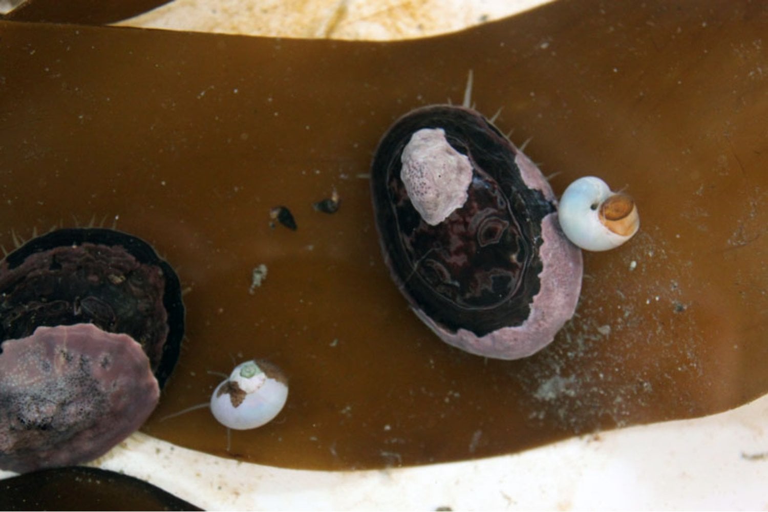 Estos caracoles no tienen larvas capaces de nadar, pero llegaron hasta la Antártida. La genética apunta a que cruzaron el océano hace 7,9 millones de años sobre balsas de algas