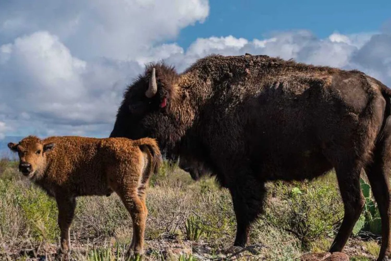 México devolvió 47 gigantes de casi 800 kilos a un desierto del que llevaban más de un siglo ausentes. Meses después, sus pezuñas están abriendo el suelo y hasta los pumas han comenzado a regresar