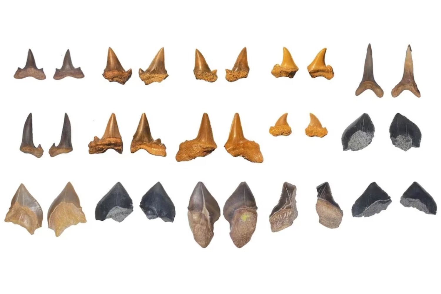 Los tiburones fueron los grandes depredadores de Egipto mucho antes que los faraones. Catorce dientes encontrados en pleno desierto revelan el mar tropical que desapareció bajo la arena