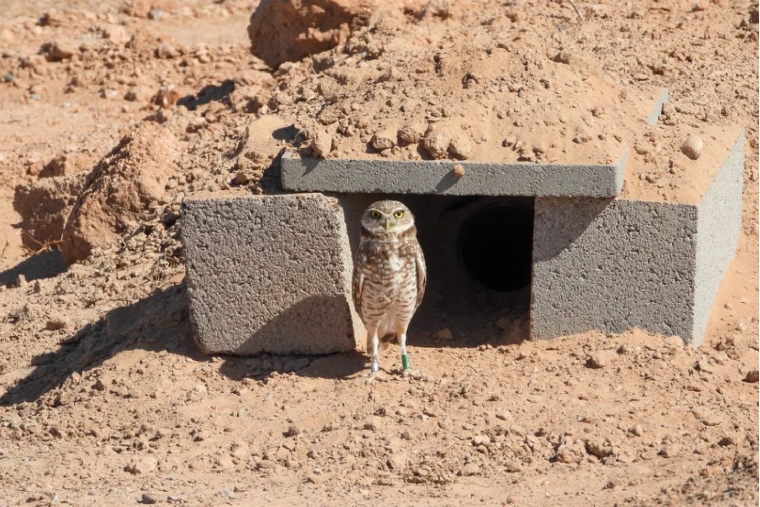 Una planta solar de Arizona recibió 19 búhos expulsados por la urbanización y poco más de un año después albergaba unos 40. No fue suerte: rediseñaron el terreno para que la energía y la fauna compartieran el mismo desierto