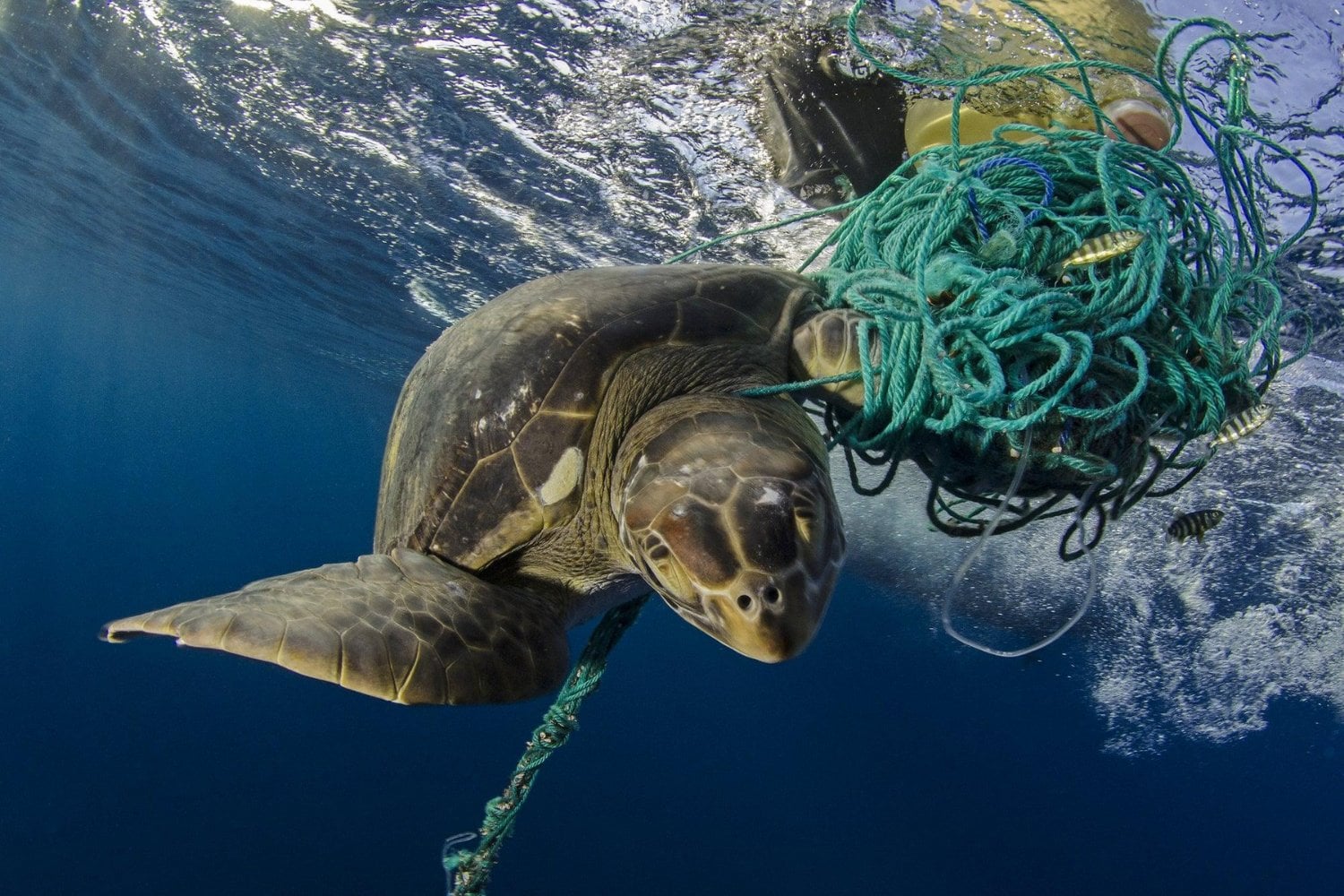 En medio del Pacífico hay una flota fantasma que pesca sin barcos ni tripulación. Sus redes pueden matar durante décadas y dominan la mayor acumulación de plástico del océano