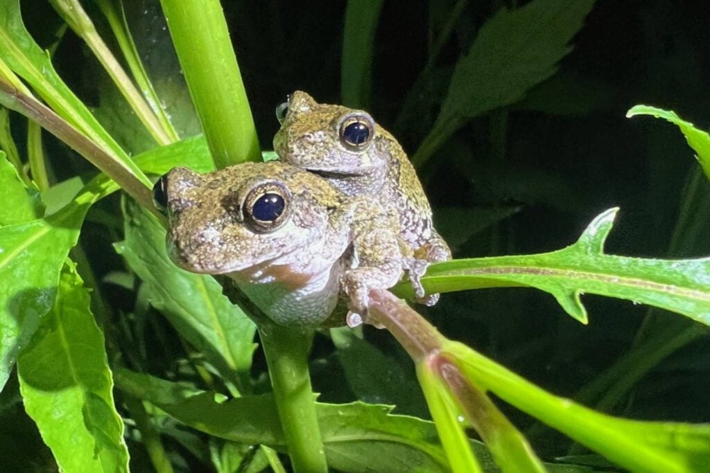 Las ranas también se bloquean cuando tienen demasiadas opciones. Con ocho pretendientes, las hembras tardan más de un minuto extra y casi dejan de elegir al macho preferido