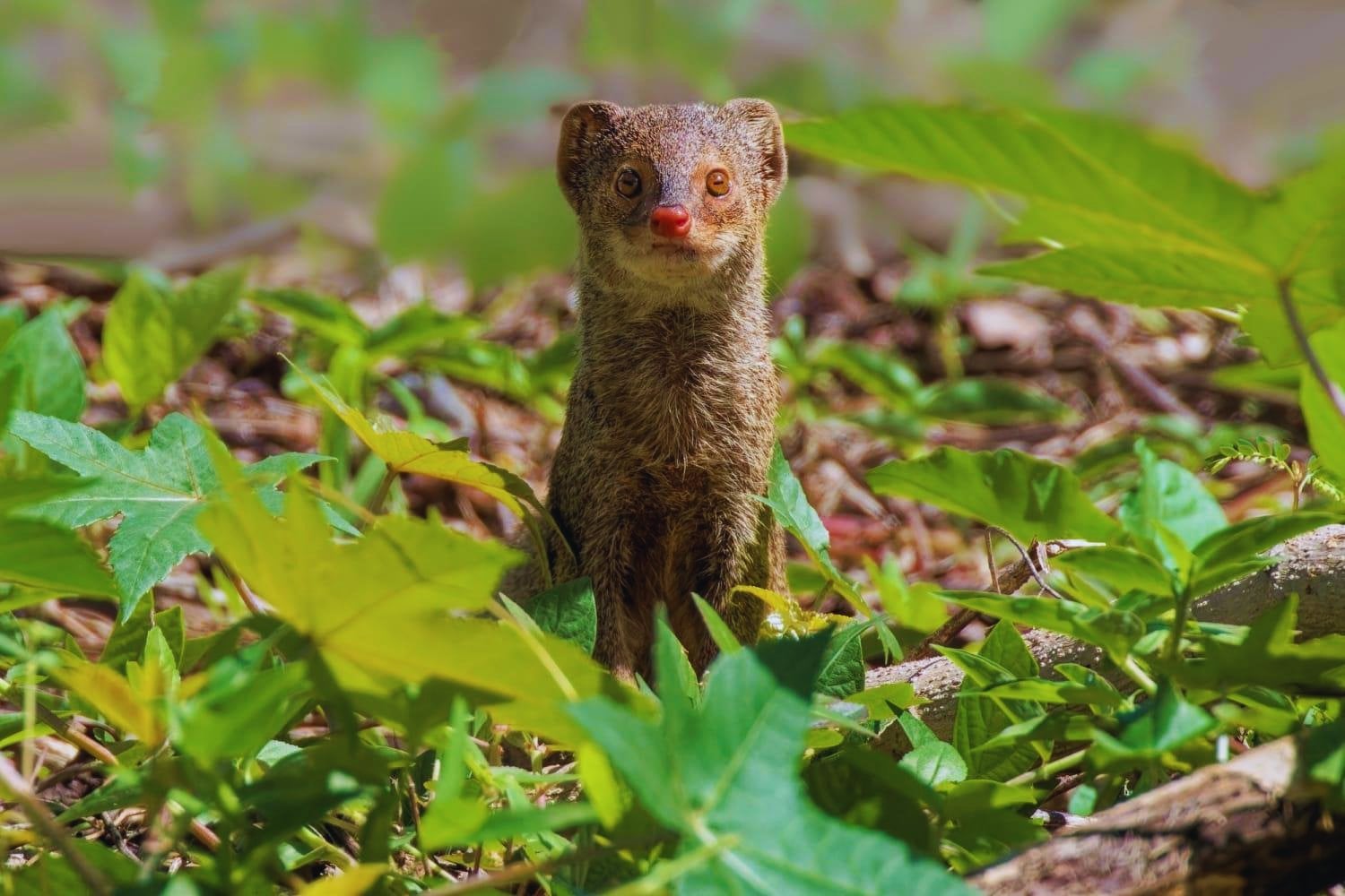 Puerto Rico importó un depredador para salvar sus plantaciones de azúcar. Las ratas salían de noche, las mangostas cazaban de día y 150 años después la isla todavía paga el error en forma de rabia