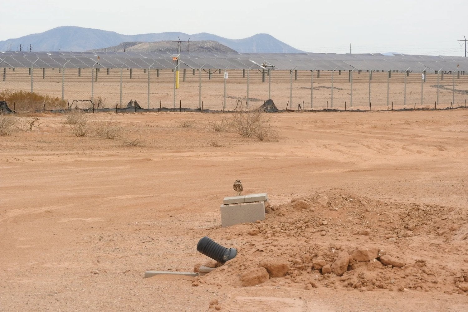 Una planta solar de Arizona recibió 19 búhos expulsados por la urbanización y poco más de un año después albergaba unos 40. No fue suerte: rediseñaron el terreno para que la energía y la fauna compartieran el mismo desierto