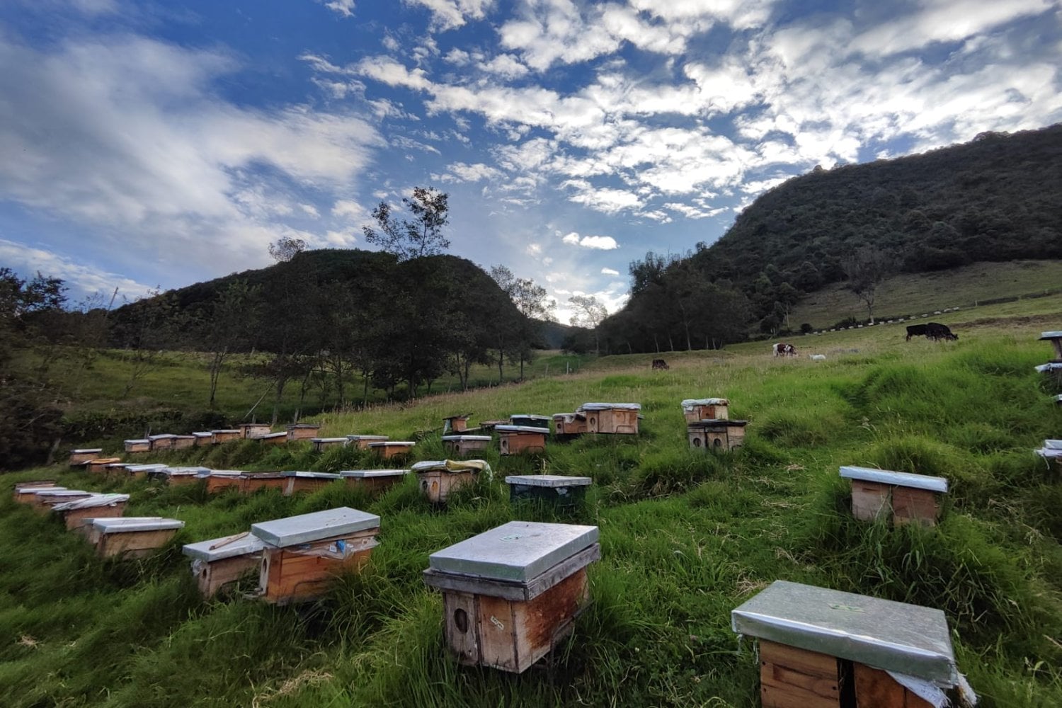 Colombia plantó 97.000 árboles para recuperar sus bosques de alta montaña. El giro fue colocar más de 190 colmenas y convertir a las abejas en aliadas de 577 hectáreas restauradas