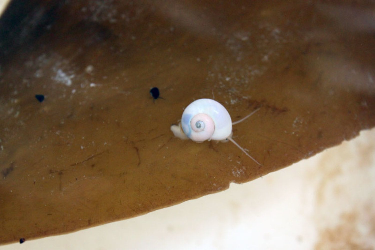 Estos caracoles no tienen larvas capaces de nadar, pero llegaron hasta la Antártida. La genética apunta a que cruzaron el océano hace 7,9 millones de años sobre balsas de algas