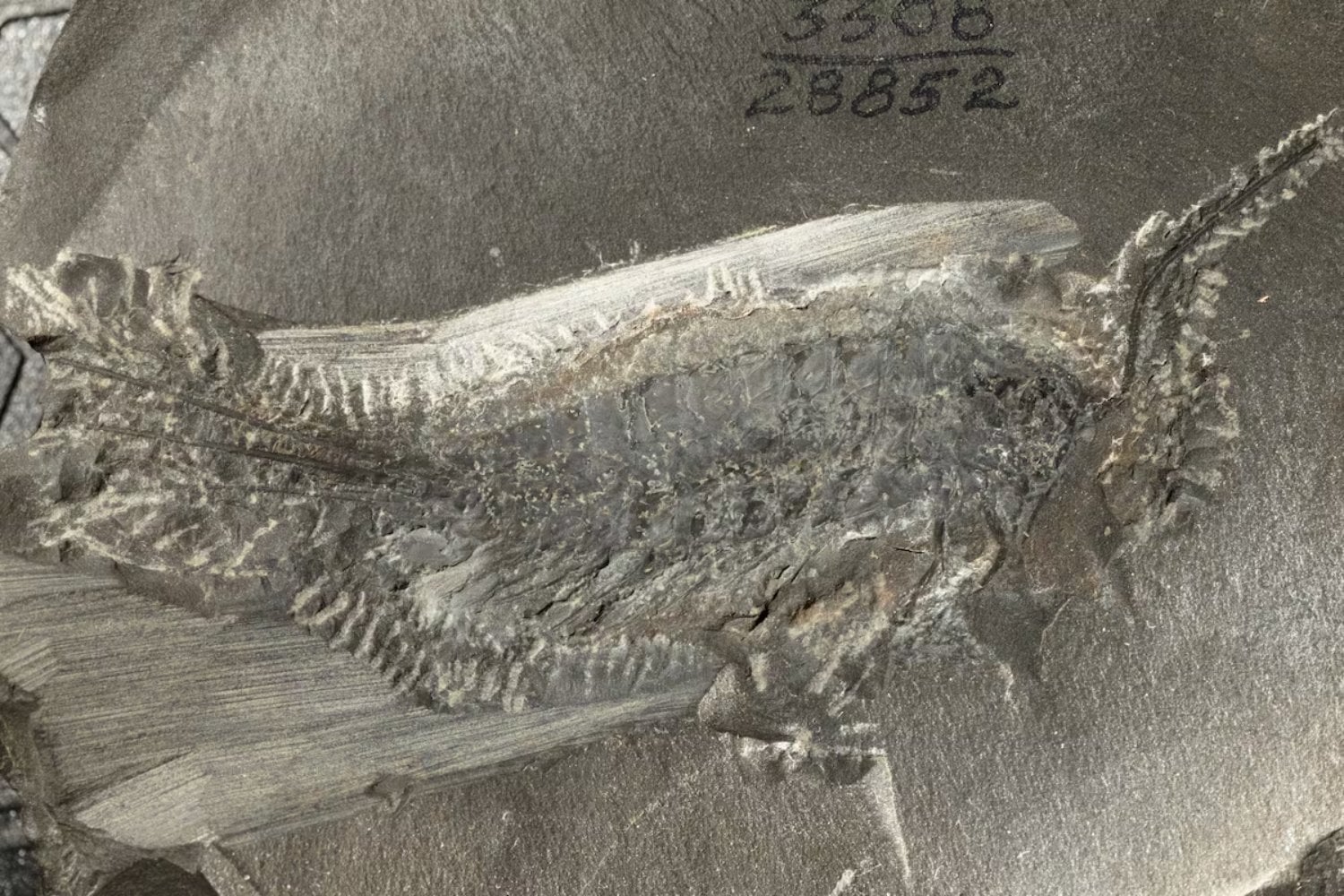 Parecía una simple larva de crustáceo, pero escondía una transición que cambió el planeta. El fósil de un insecto con seis patas y remos revela cómo su linaje conquistó tierra firme